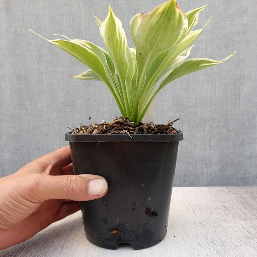 Esemplare di Hosta Broadway Vaso da 1,5L/2L consegnato in estate