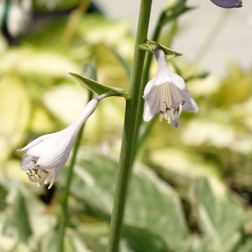 Hosta Broadway (Fioritura)