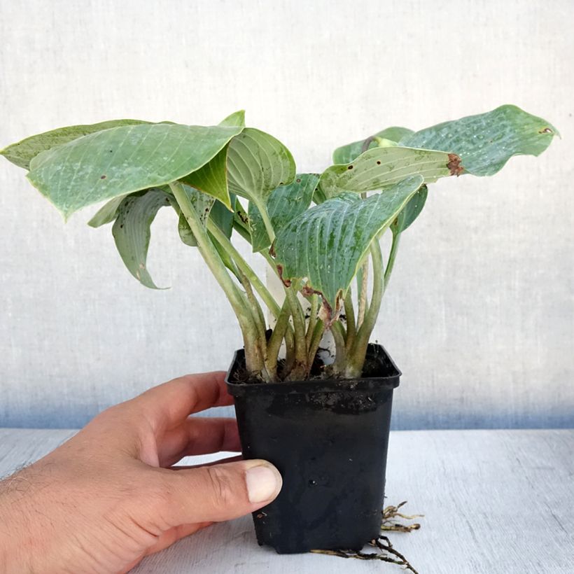 Esemplare di Hosta Canadian Blue Vasetto da 8/9 cm consegnato in estate