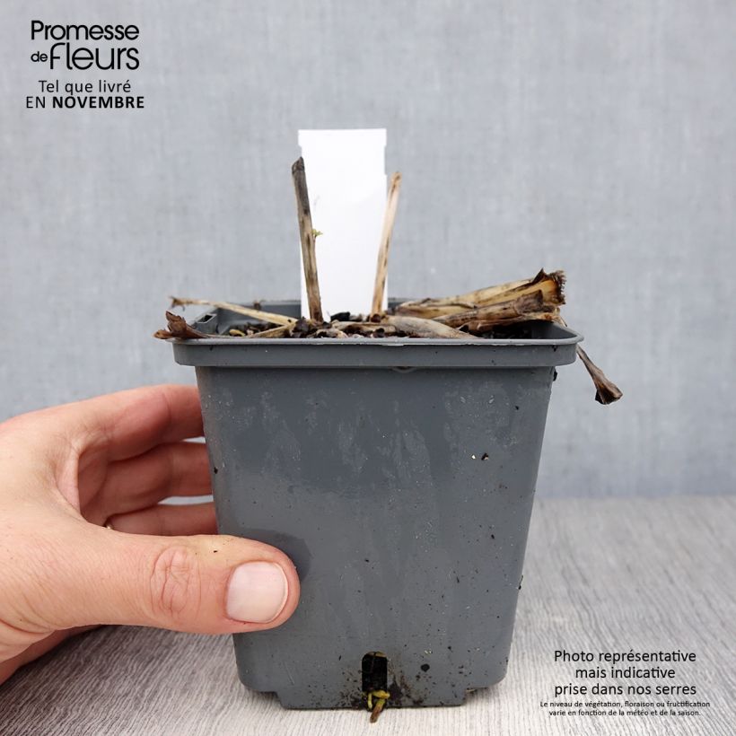 Esemplare di Hosta Center Of Attention Vaso da 1L/1,5L come consegnato in autunno