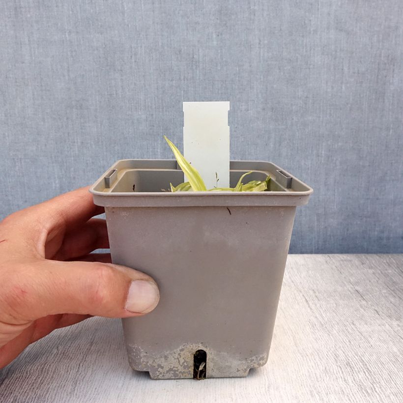 Esemplare di Hosta Center Of Attention Vaso da 1L/1,5L consegnato in estate