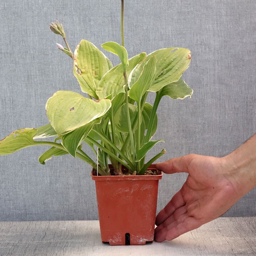 Esemplare di Hosta Christmas Tree Vaso da 1L/1,5L consegnato in estate