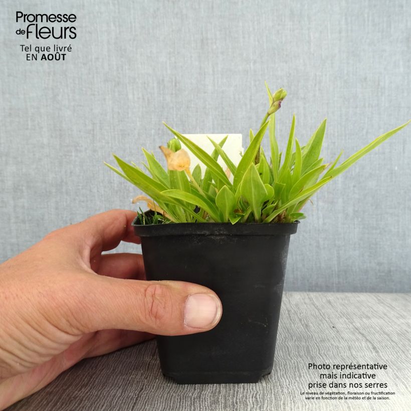 Esemplare di Hosta clausa var. normalis Vasetto da 8/9 cm consegnato in estate