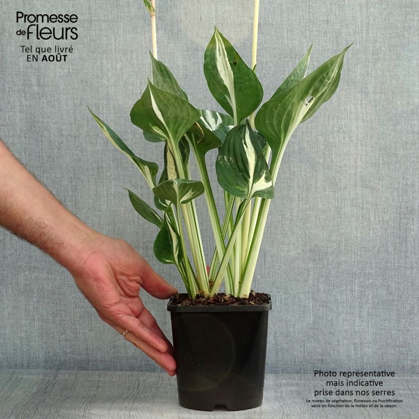 Esemplare di Hosta Clifford's Stingray Vaso da 1,5L/2L consegnato in estate