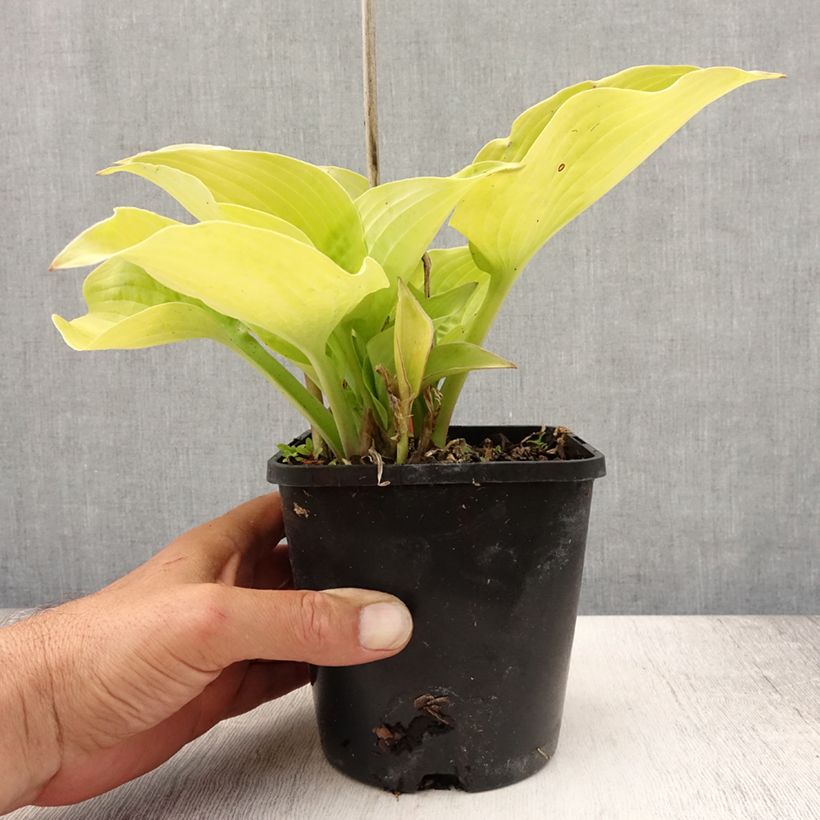 Esemplare di Hosta Coast to Coast Vaso da 1,5L/2L consegnato in estate