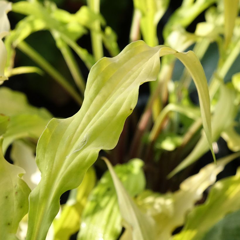 Hosta Curly Fries (Fogliame)