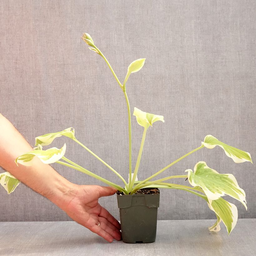 Esemplare di Hosta Delta Dawn Vasetto da 8/9 cm consegnato in estate