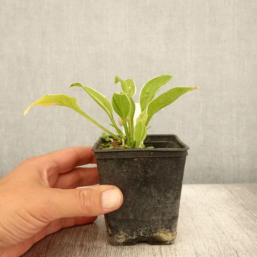Esemplare di Hosta Diamond Tiara Vasetto da 8/9 cm consegnato in estate
