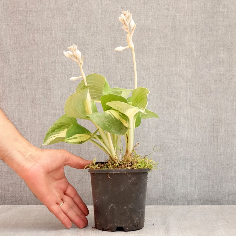 Esemplare di Hosta Dream Queen Vaso da 1,5L/2L consegnato in estate