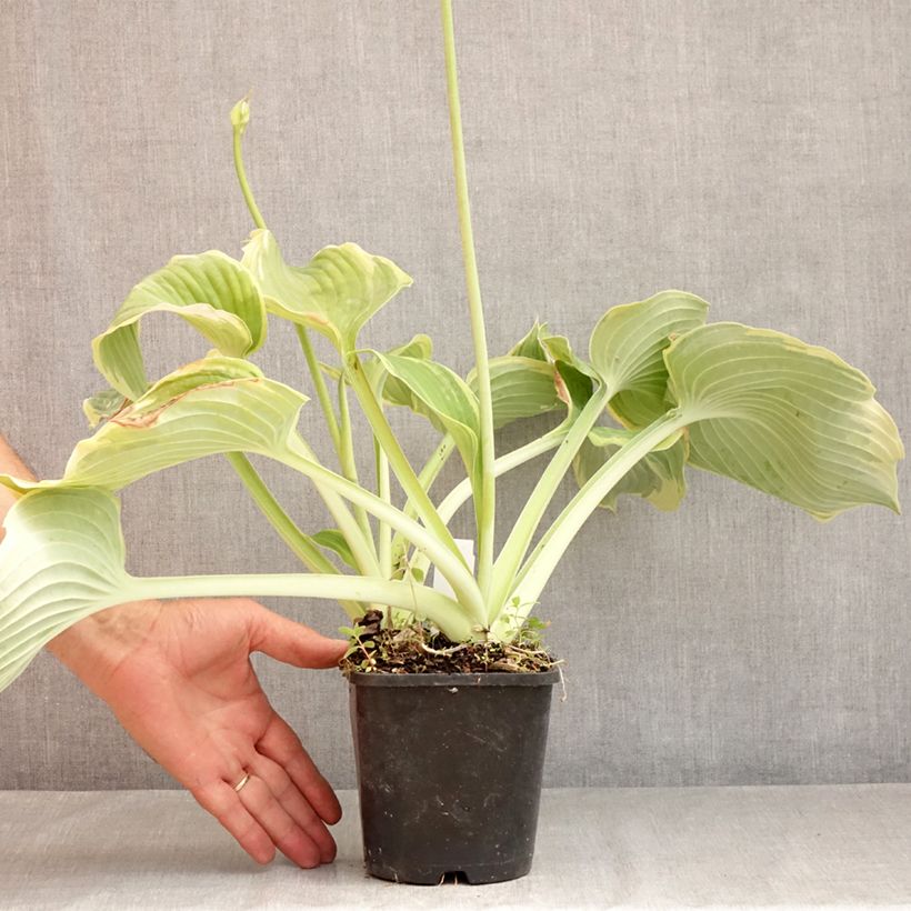 Esemplare di Hosta Earth Angel Vaso da 1,5L/2L consegnato in estate
