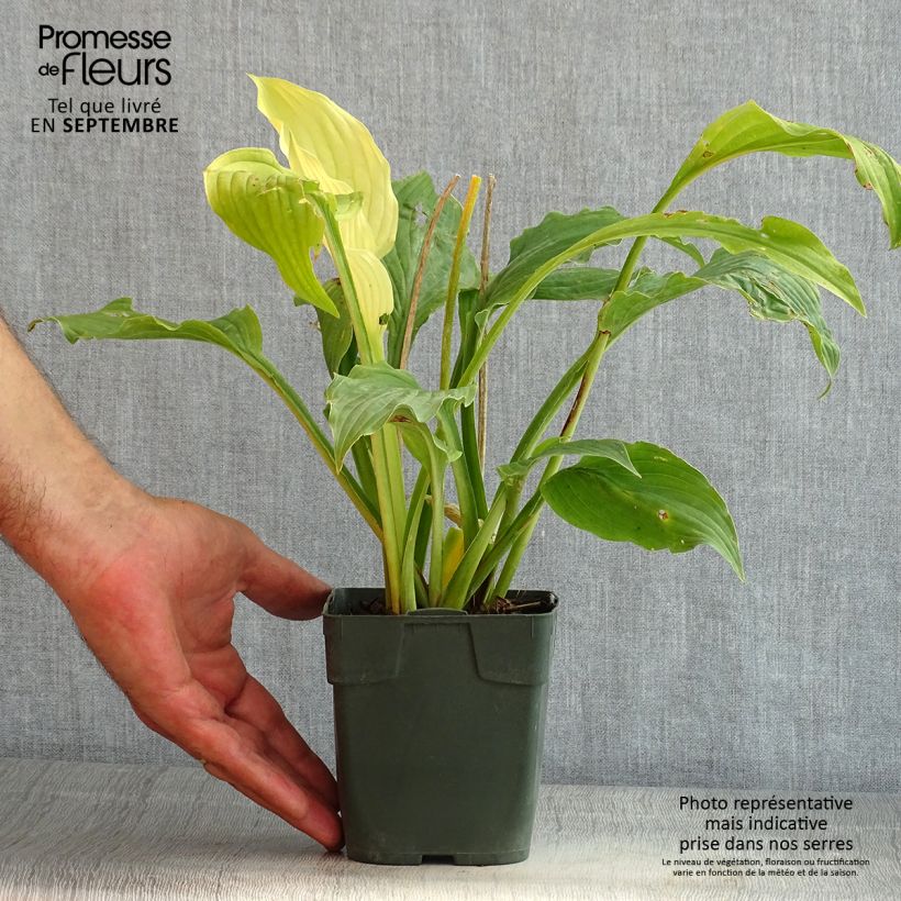 Esemplare di Hosta Elisabeth Vasetto da 8/9 cm consegnato in estate
