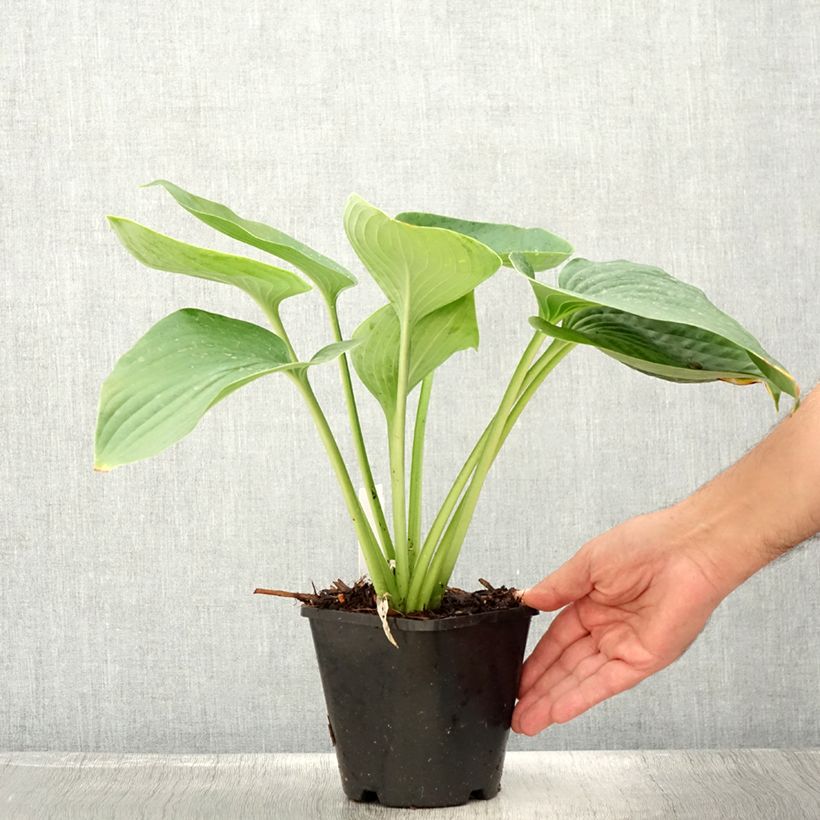 Esemplare di Hosta Empress Wu Vaso da 1,5L/2L consegnato in estate