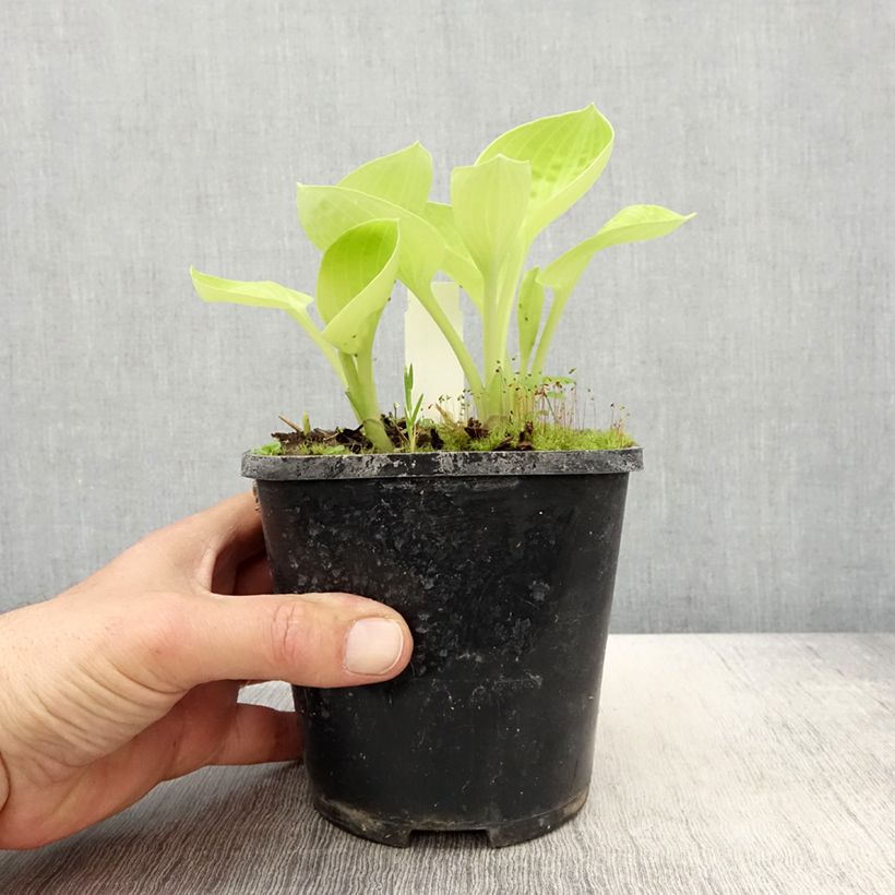 Hosta Eye Catcher - pot de 1.5L/2L esemplare consegnato in primavera