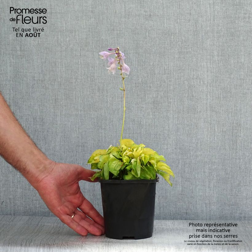 Esemplare di Hosta Faithfull Heart Vaso da 1,5L/2L consegnato in estate