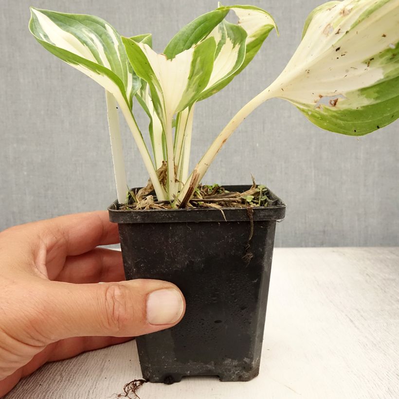 Esemplare di Hosta Fire and Ice Vasetto da 8/9 cm consegnato in estate