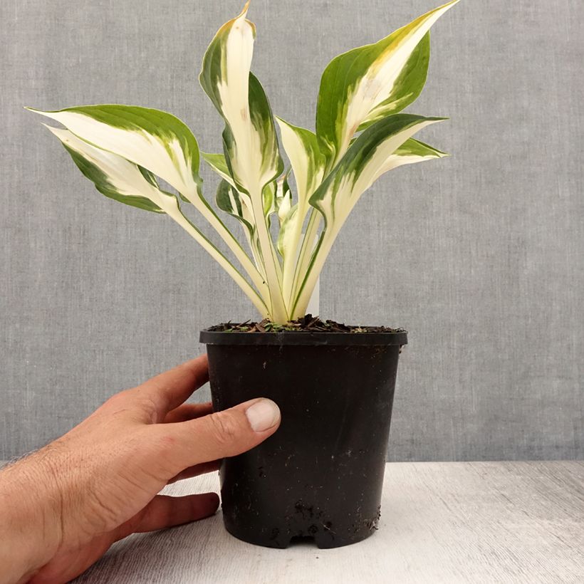 Esemplare di Hosta Fire and Ice Vaso da 1,5L/2L consegnato in estate