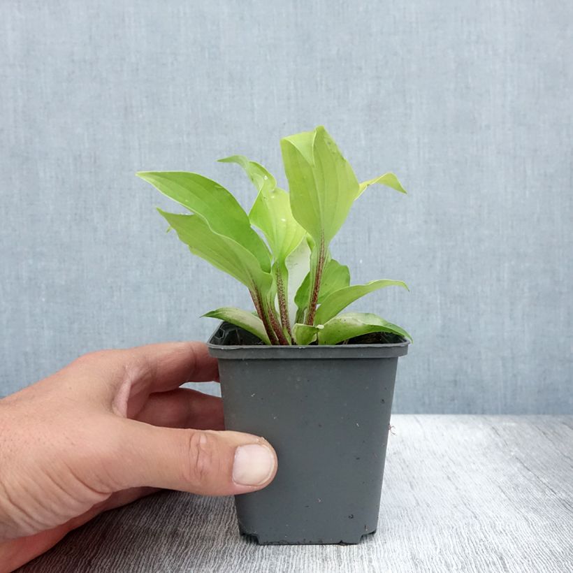 Esemplare di Hosta fire Island Vasetto da 8/9 cm consegnato in estate
