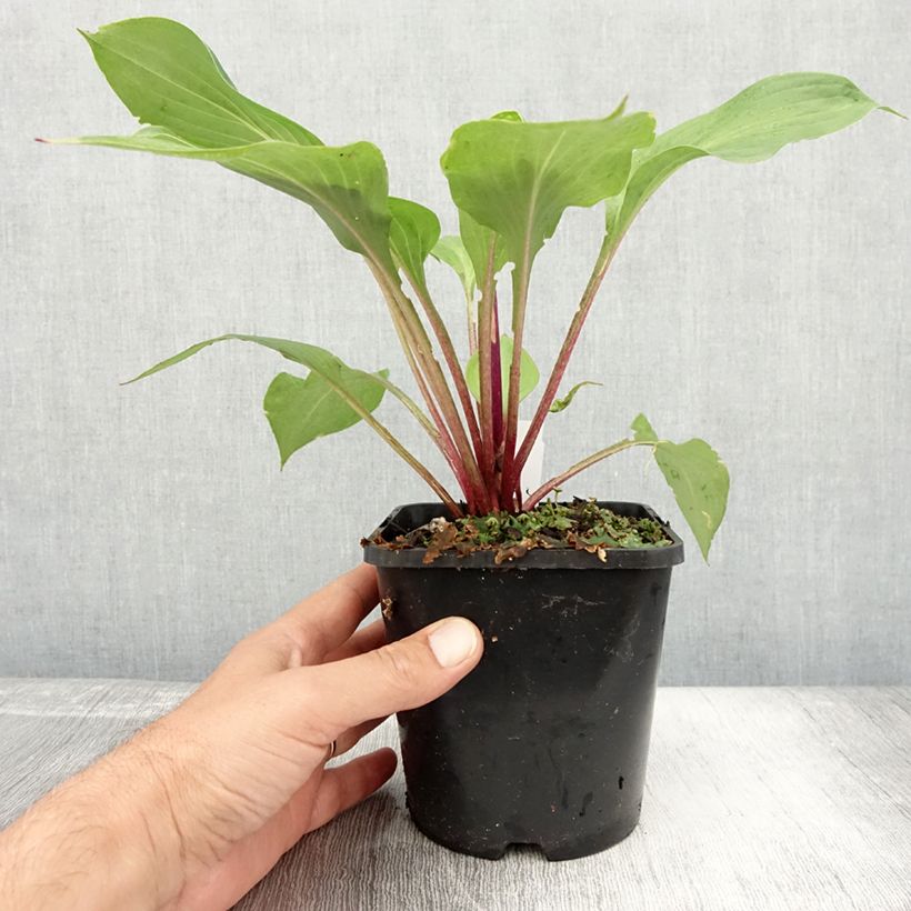 Esemplare di Hosta First Blush Vaso da 1,5L/2L consegnato in estate