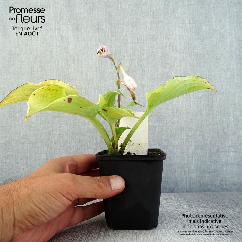Esemplare di Hosta Flemish Sky Vasetto da 8/9 cm consegnato in estate