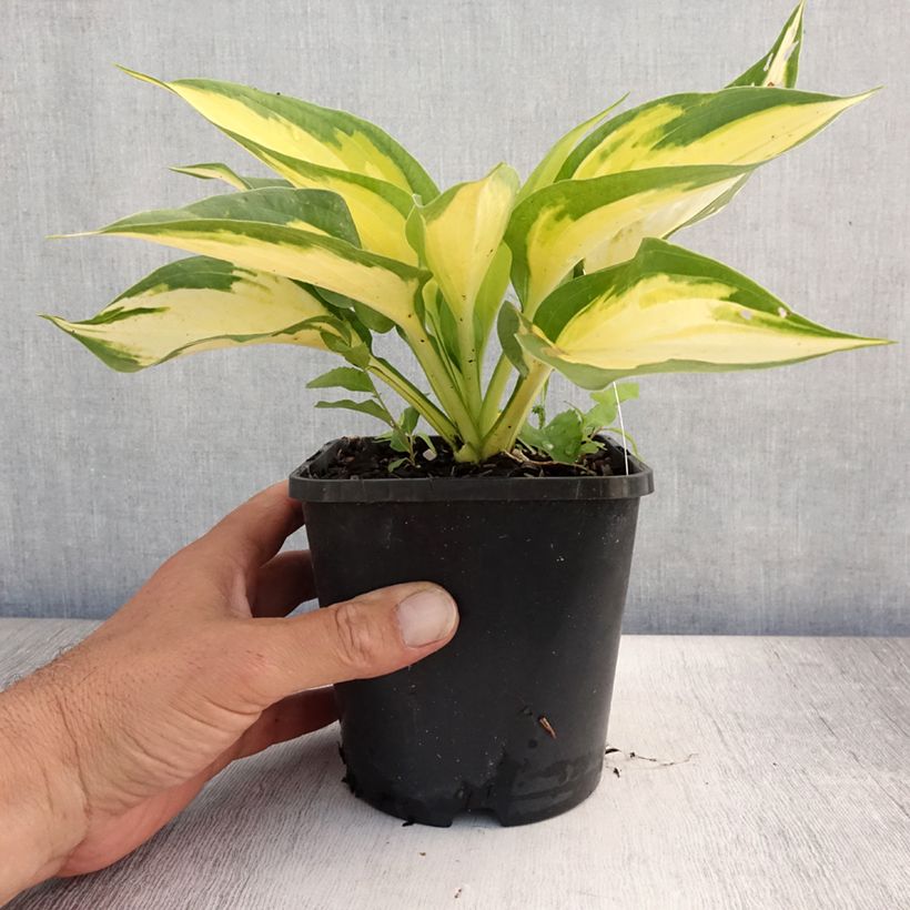 Esemplare di Hosta Forbidden Fruit Vaso da 1,5L/2L consegnato in estate