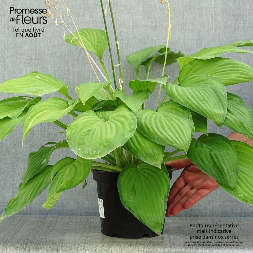 Esemplare di Hosta fortunei albopicta Vaso da 2L/3L consegnato in estate