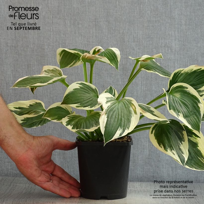 Esemplare di Hosta fortunei Patriot Vaso da 2L/3L consegnato in estate