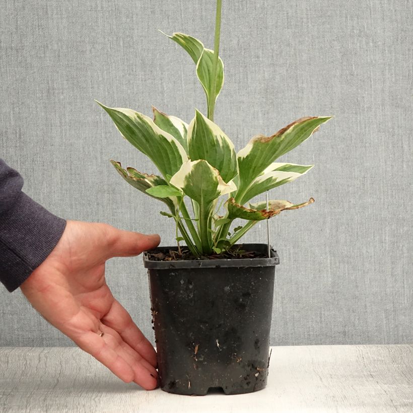 Esemplare di Hosta fortunei Twilight Vaso da 1,5L/2L consegnato in estate