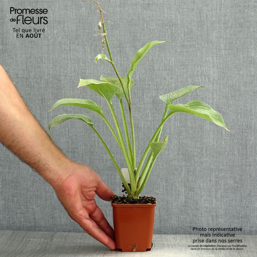 Esemplare di Hosta fortunei var. hyacinthina Vasetto da 8/9 cm consegnato in estate
