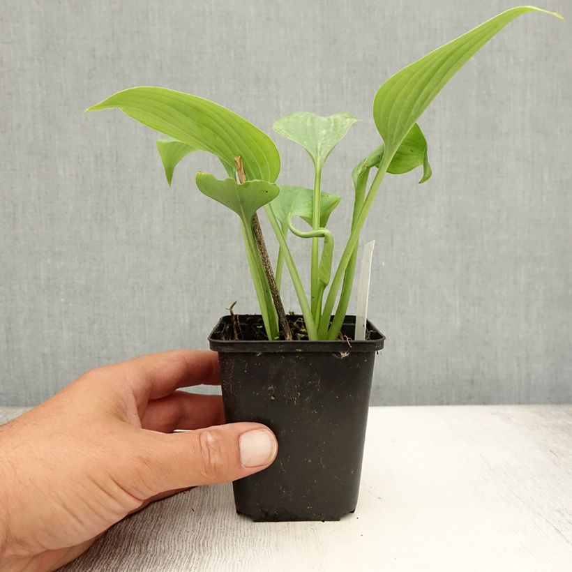Esemplare di Hosta Fragrant Blue Vasetto da 8/9 cm consegnato in estate