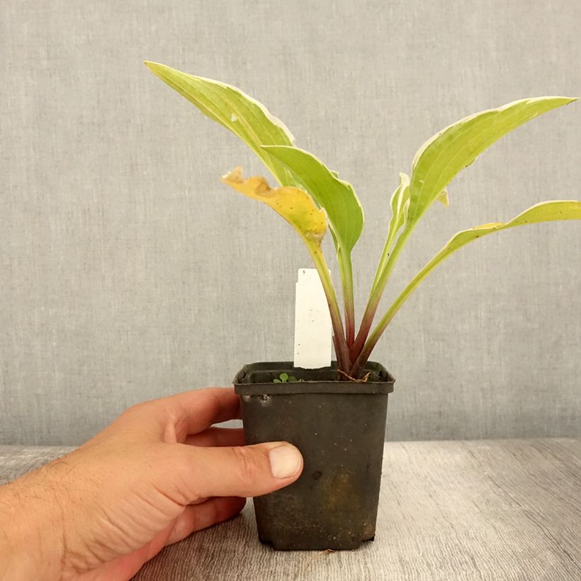 Esemplare di Hosta Fragrant Fire Vasetto da 8/9 cm consegnato in estate