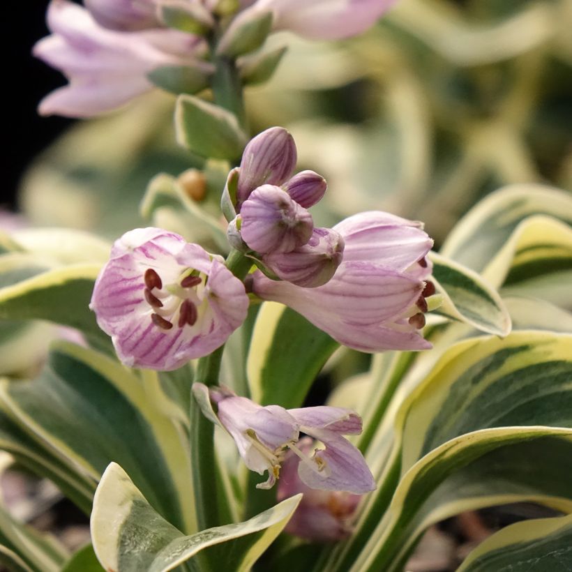 Hosta Frosted Mouse Ears (Fioritura)