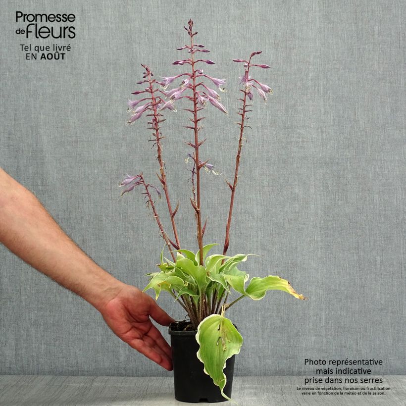 Esemplare di Hosta Frosted Raspberry Vaso da 1,5L/2L consegnato in estate
