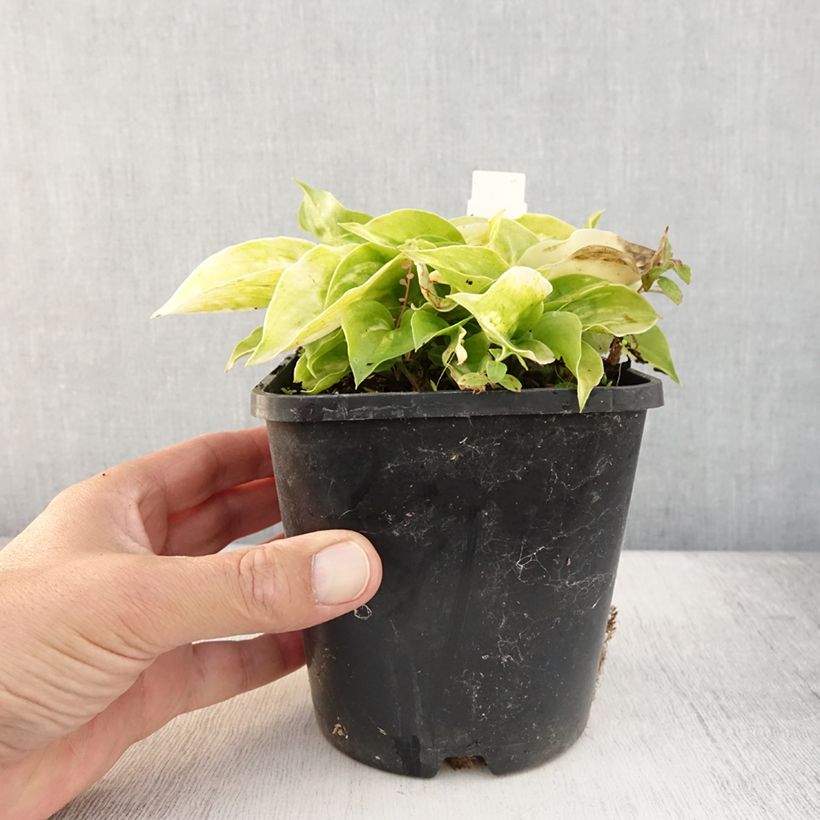 Esemplare di Hosta Golden Needles Vaso da 1,5L/2L consegnato in estate
