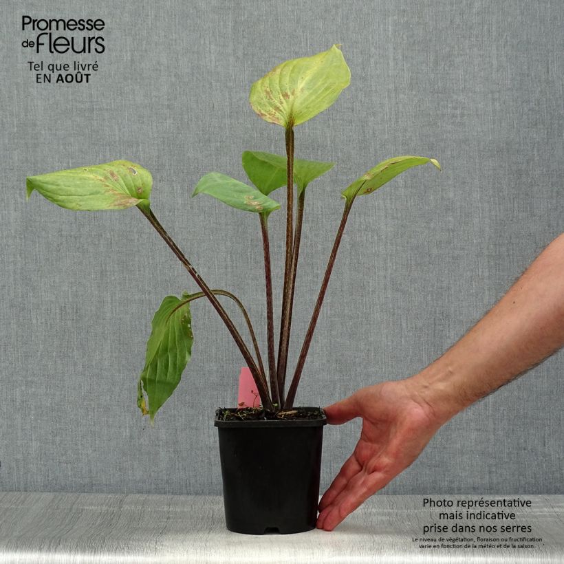 Esemplare di Hosta Gooseberry Sundae Vaso da 1,5L/2L consegnato in estate