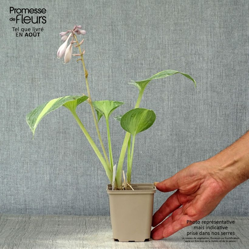 Esemplare di Hosta Grand Marquee Vasetto da 8/9 cm consegnato in estate