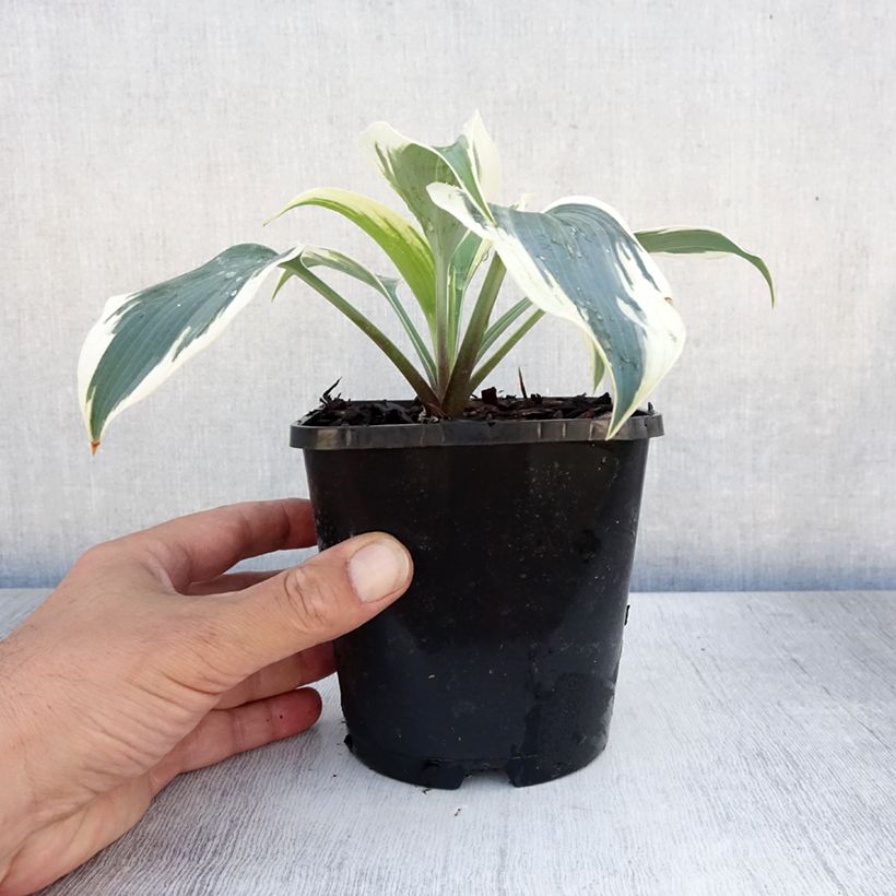 Esemplare di Hosta Great Escape Vaso da 1,5L/2L consegnato in estate