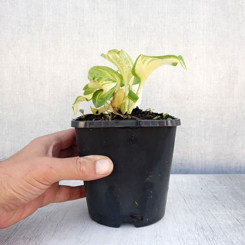 Esemplare di Hosta Great Expectations Vaso da 1,5L/2L consegnato in estate