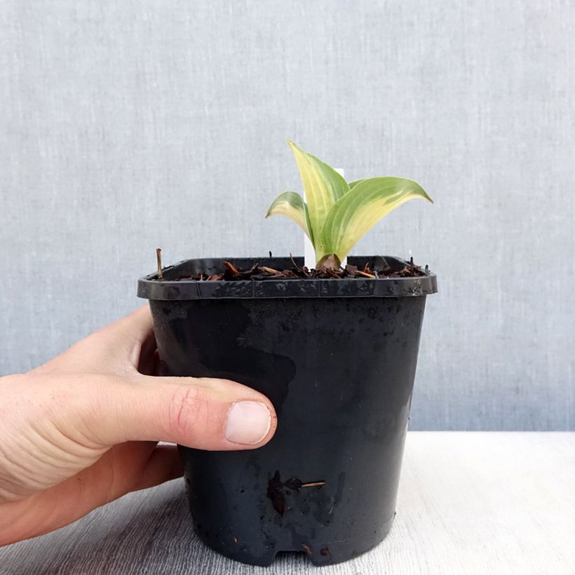 Hosta Great Expectations Pot de 1,5L/2L esemplare consegnato in primavera