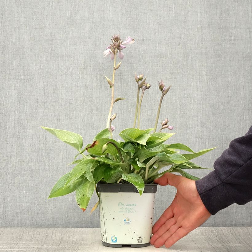 Esemplare di Hosta tardiana Halcyon Vaso da 1,5L/2L consegnato in estate