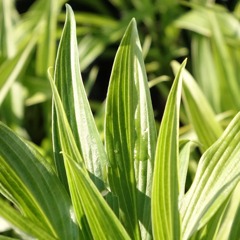 Hosta Hyuga Urajiro (Fogliame)