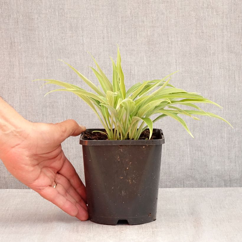Esemplare di Hosta Hyuga Urajiro Vaso da 1,5L/2L consegnato in estate