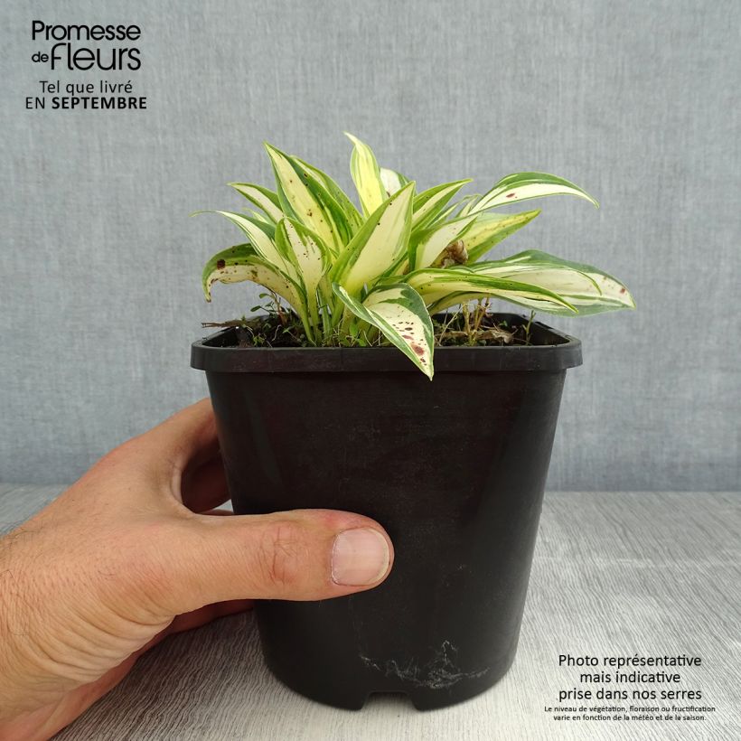 Esemplare di Hosta tardiana June Fever Vaso da 1,5L/2L consegnato in estate