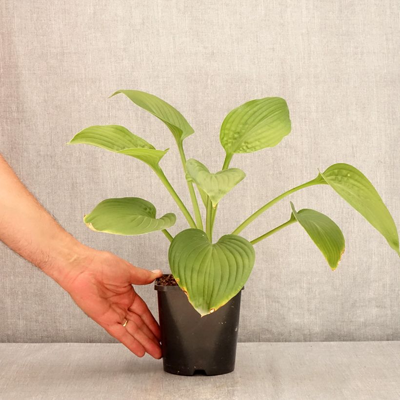 Esemplare di Hosta Jurassic Park Vaso da 1,5L/2L consegnato in estate