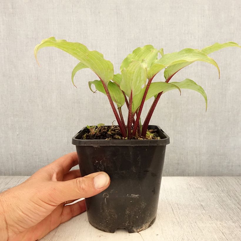 Esemplare di Hosta Lady in Red Vaso da 1,5L/2L consegnato in estate