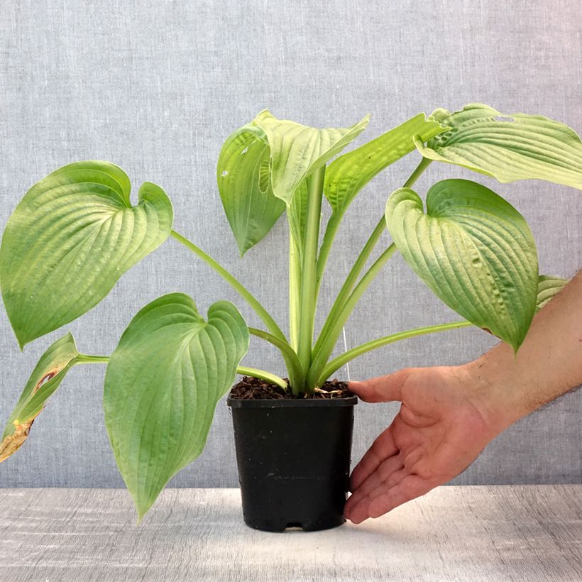 Esemplare di Hosta Lakeside Maverick Vaso da 1,5L/2L consegnato in estate