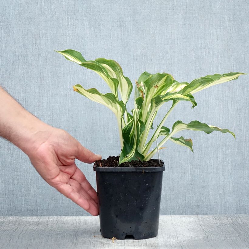 Esemplare di Hosta Lakeside Paisley Print Vaso da 1,5L/2L consegnato in estate