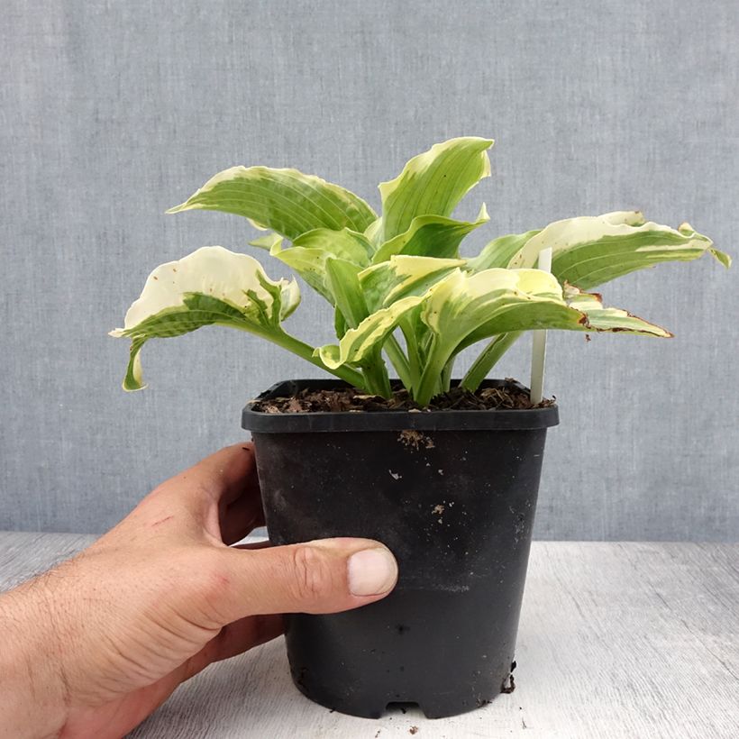 Esemplare di Hosta Lakeside Prophecy Fulfilled Vaso da 1,5L/2L consegnato in estate