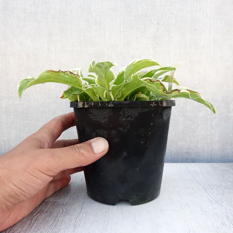 Esemplare di Hosta Let's Twist Again Vaso da 1,5L/2L consegnato in estate