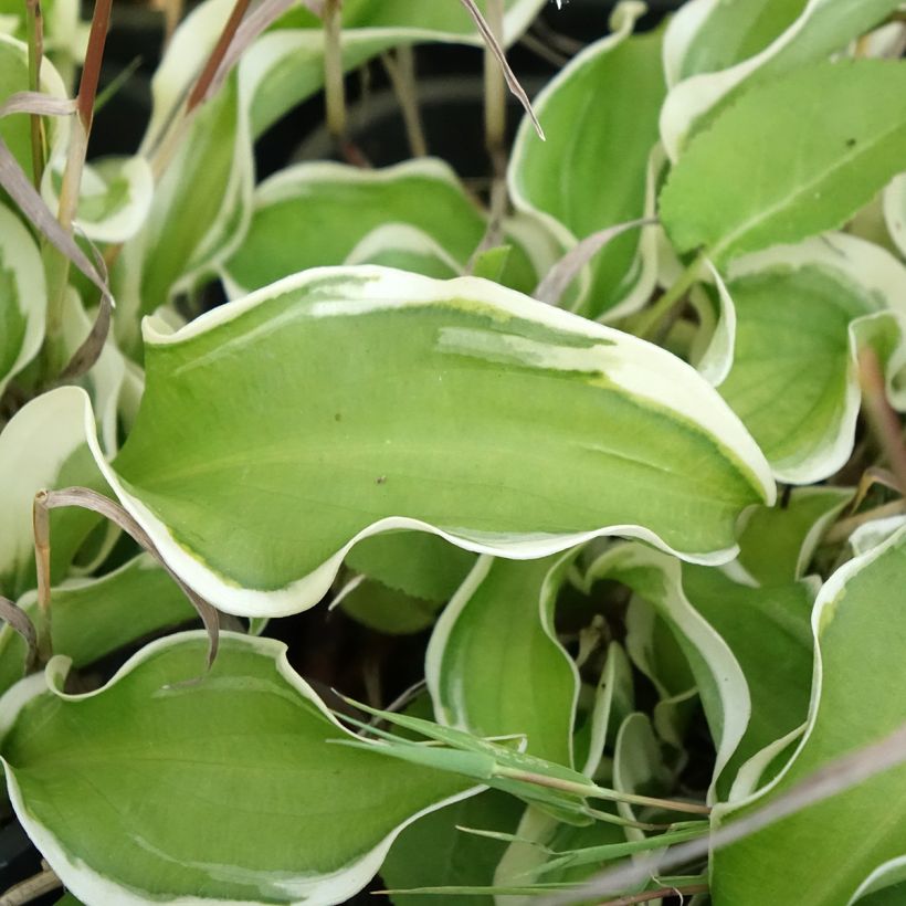 Hosta Let's Twist Again (Fogliame)