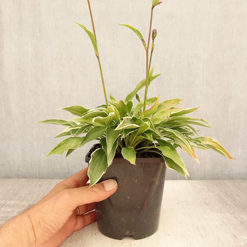 Esemplare di Hosta Little Devil Vaso da 1,5L/2L consegnato in estate